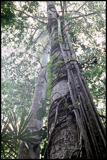 Palenque Photo