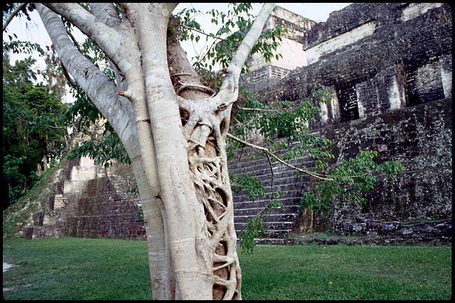 Palenque Photo